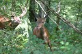 Cerf poursuivant une biche pendant le rut Cerf, biche, rut, brâme 
