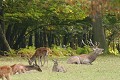  Cerf, biche, brâme 