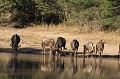 Au point d'eau, centre de convergence générale des animaux, la vigilance est de mise Gnous, faune, Afrique du Sud 