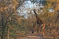  Girafe, Afrique du Sud, camouflage, mimétisme 