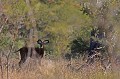 Impala mâle bramant près de son harem Impala, rut, brâme, Afrique du Sud 