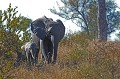 Eléphant d'Afrique et son éléphanteau Eléphant, éléphanteau, Afrique du Sud, mère suitée 