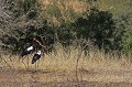 Jabiru, espèce de grande cigogne africaine Jabiru, cigogne, Afrique du Sud 