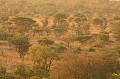  afrique du Sud, bush, savane 