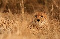 Dans un mimétisme parfait, le guépard à l'affût patiente pour sélectionner sa future proie Guépard, mimétisme, affût, Afrique du Sud 