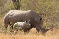 Espèce emblèmatique, le rhinocéros blanc est encore bien présent en Afrique du Sud, sans doute mieux protégé qu'ailleurs contre le braconnage Rhinocéros blanc, mère suitée, Afrique du Sud 