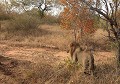  lion, Afrique du sud 