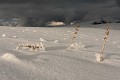  Vosges, neige, hiver 