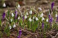  Slovaquie, crocus, perce-neiges 