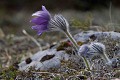  Slovaquie, fleur, anémone 
