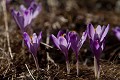  Slovaquie, crocus, contre-jour 