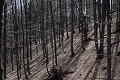  Slovaquie, hêtres, hêtraie, contre-jour 