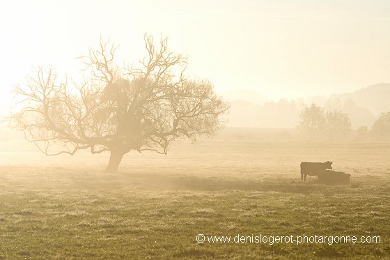 Silhouettes dans la brume