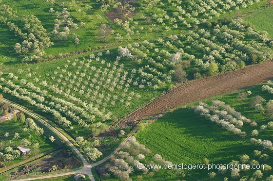 vergers en fleurs