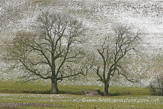 Tableau impressionniste