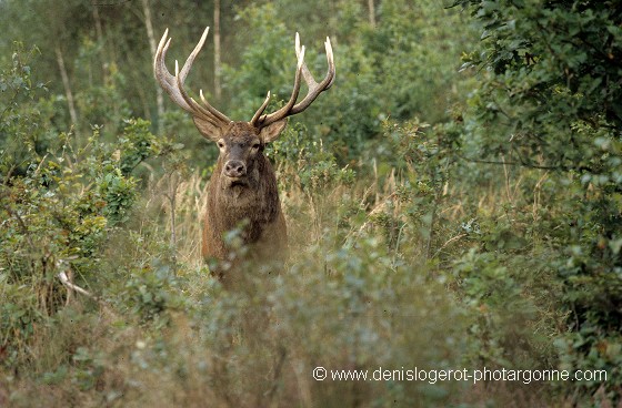Cerf élaphe, roi de nos forêts