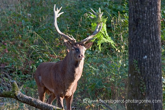 Cerf
