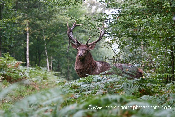 Rencontre avec le cerf