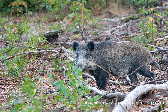 Sanglier
