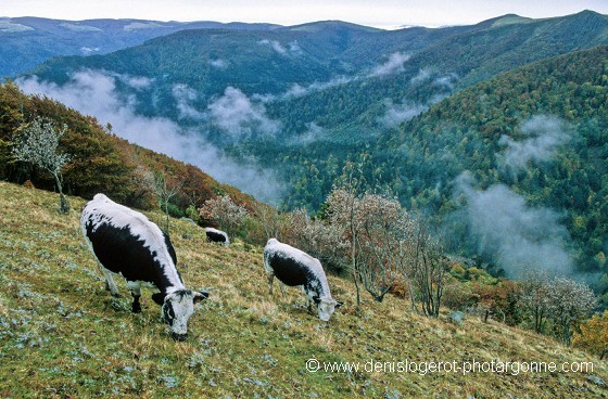 Vosgiennes devenues rares... (Vosges)