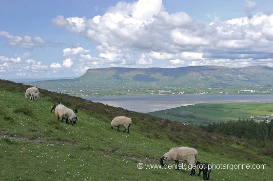 Sur les pentes de Knocknarea