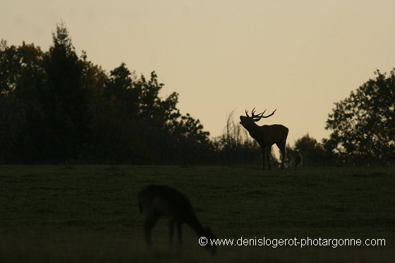 Cerf brâmant au crépuscule