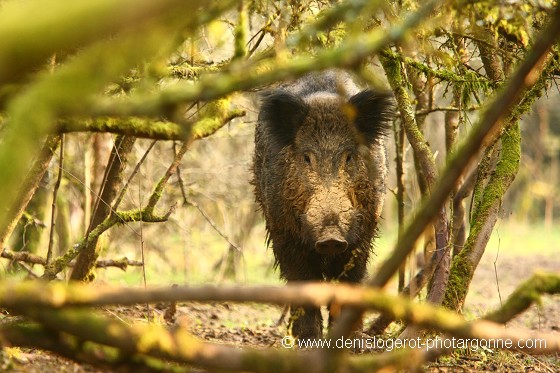 Rencontre en sous-bois