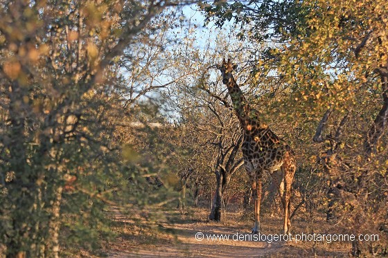 Girafe quittant son camouflage