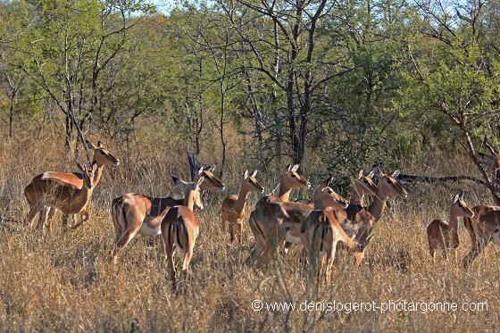 Troupe d'impalas