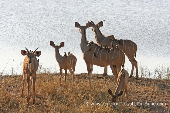 Antilope Nyala