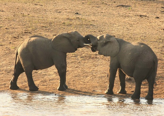 Eléphants jouant après s'être désaltérés
