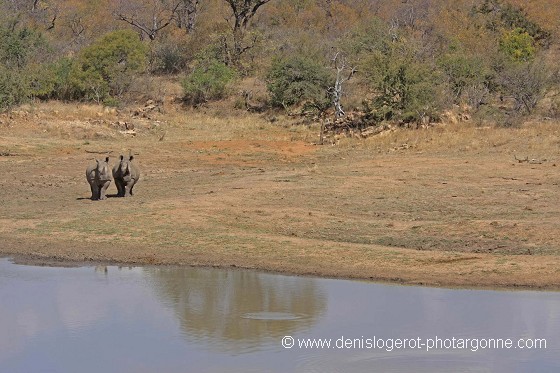 Couple de rhinocéros blancs