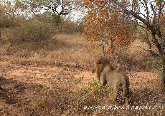 Lion quittant sa sieste en quête d'une nouvelle proie